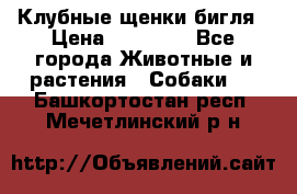 Клубные щенки бигля › Цена ­ 30 000 - Все города Животные и растения » Собаки   . Башкортостан респ.,Мечетлинский р-н